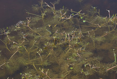 Helosciadium inundatum