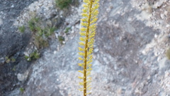 Agave utahensis kaibabensis