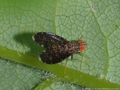 Trypetisoma sticticum