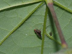 Trypetisoma sticticum