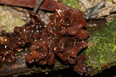 Phaeotremella fimbriata