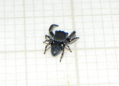 Fritzia muelleri