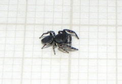 Fritzia muelleri