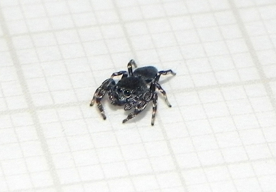 Fritzia muelleri