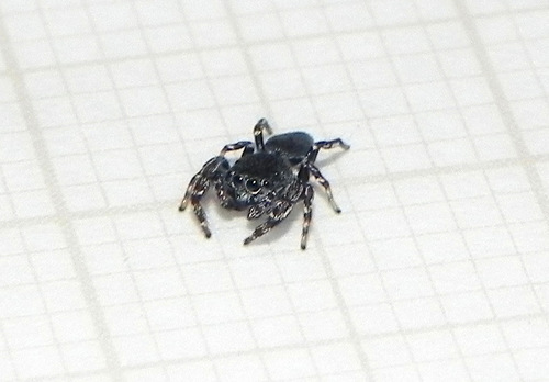 Fritzia muelleri