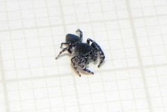 Fritzia muelleri