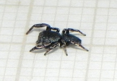 Fritzia muelleri