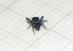 Fritzia muelleri