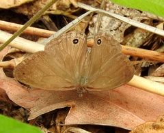 Cissia similis