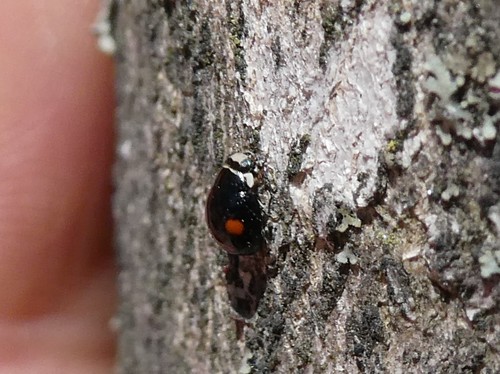 Double-marked Lady Beetle photo 5