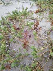 Crucianella maritima