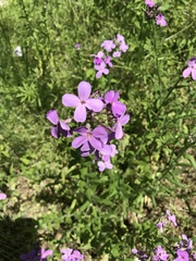 Phlox maculata