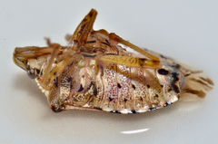 Podisus serieventris