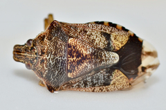 Podisus serieventris