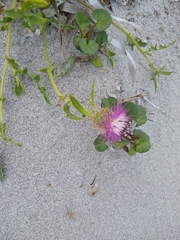 Centaurea sphaerocephala