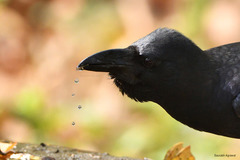 Corvus macrorhynchos culminatus