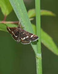Pyrausta nigrata