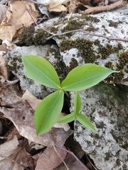 Trillium grandiflorum