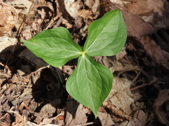 Trillium erectum