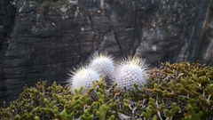 Mammillaria dixanthocentron
