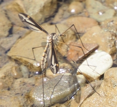 Tipula noveboracensis