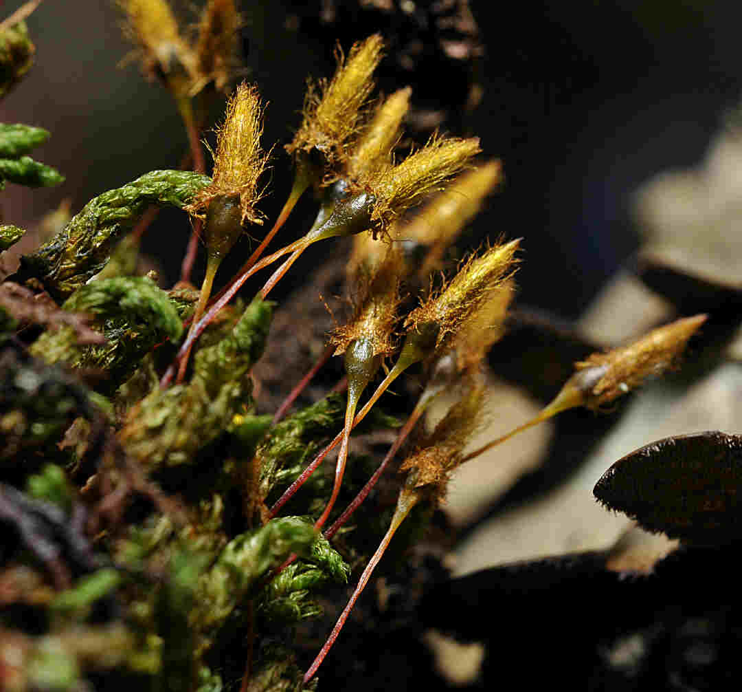 Macromitrium