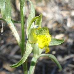 Chloraea cristata