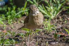 Turdus assimilis