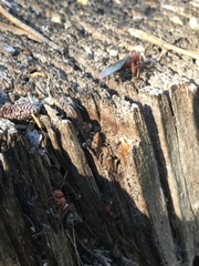 Formica obscuripes