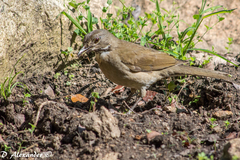 Turdus assimilis