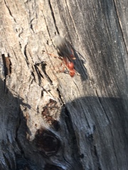 Formica obscuripes