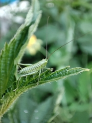 Tettigonia viridissima