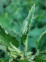 Tettigonia viridissima