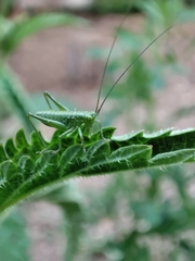 Tettigonia viridissima
