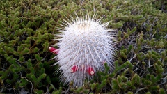 Mammillaria dixanthocentron