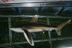 Carcharhinus longimanus