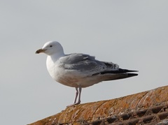 Larus argentatus
