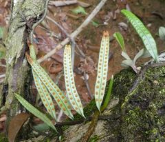 Microgramma lycopodioides
