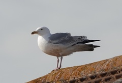 Larus argentatus