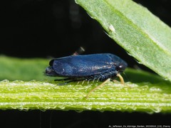 Limotettix anthracinus