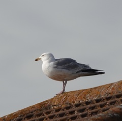 Larus argentatus