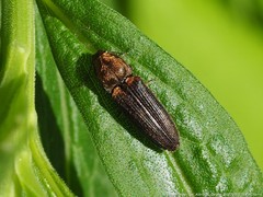 Limonius auripilis