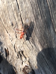 Formica obscuripes