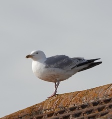 Larus argentatus