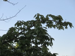 Acer rubrum