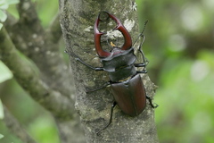 Lucanus cervus