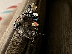 Vanessa atalanta