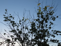Acer rubrum