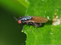 Steganolauxania trivittata