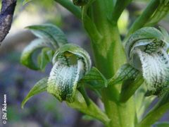 Chloraea cylindrostachya
